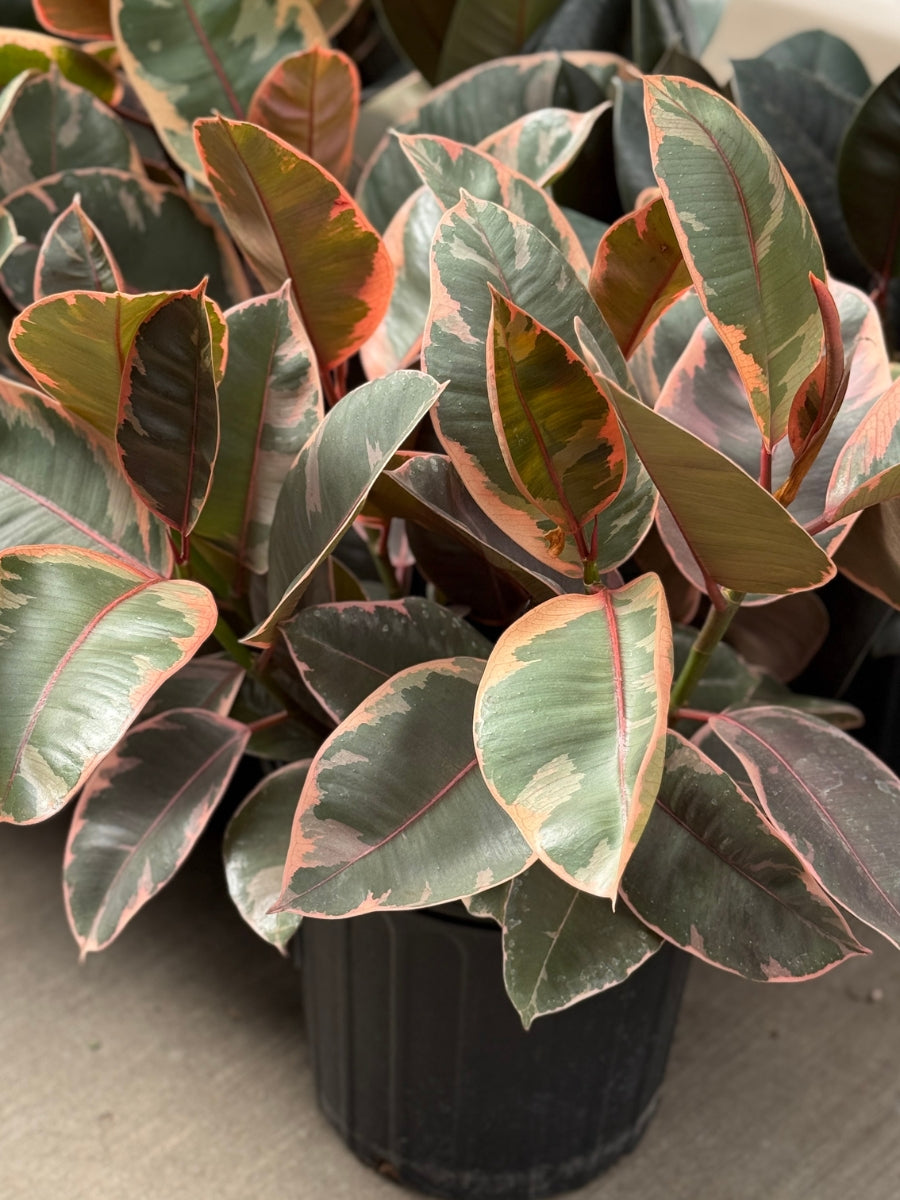 Ficus Elastica Rubber Plant 'Ruby' 8''