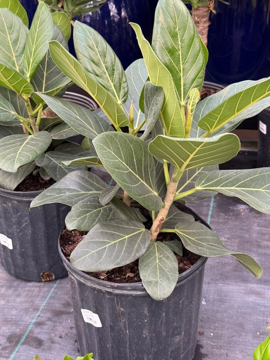 Ficus Audrey Bush 10"