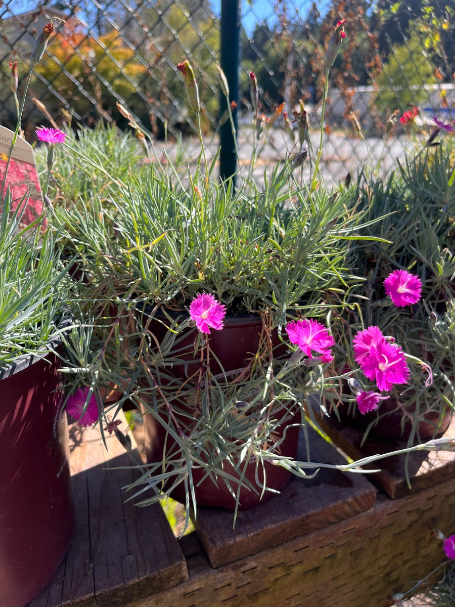 Dianthus 'Firewitch' Qt.