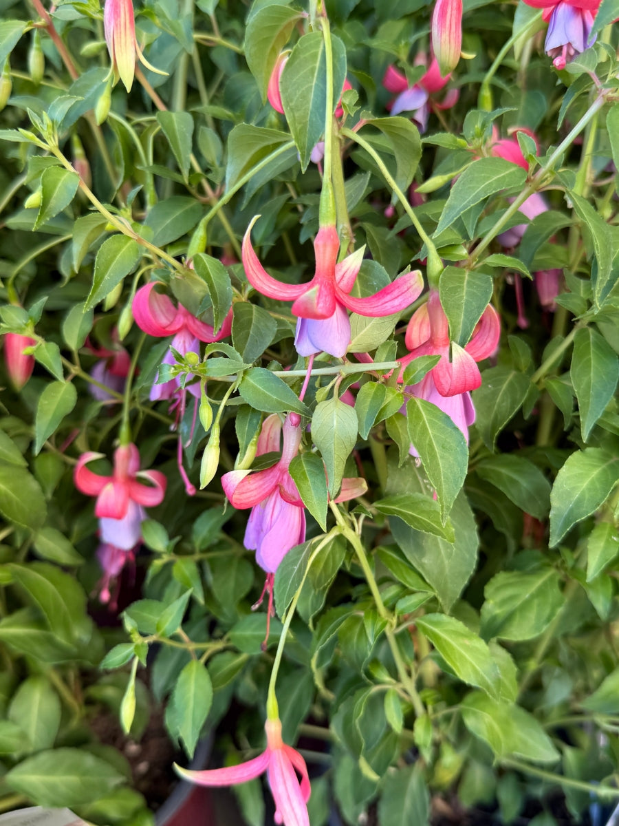 Hardy Fuchsia 'Foxgrove Wood' 1G