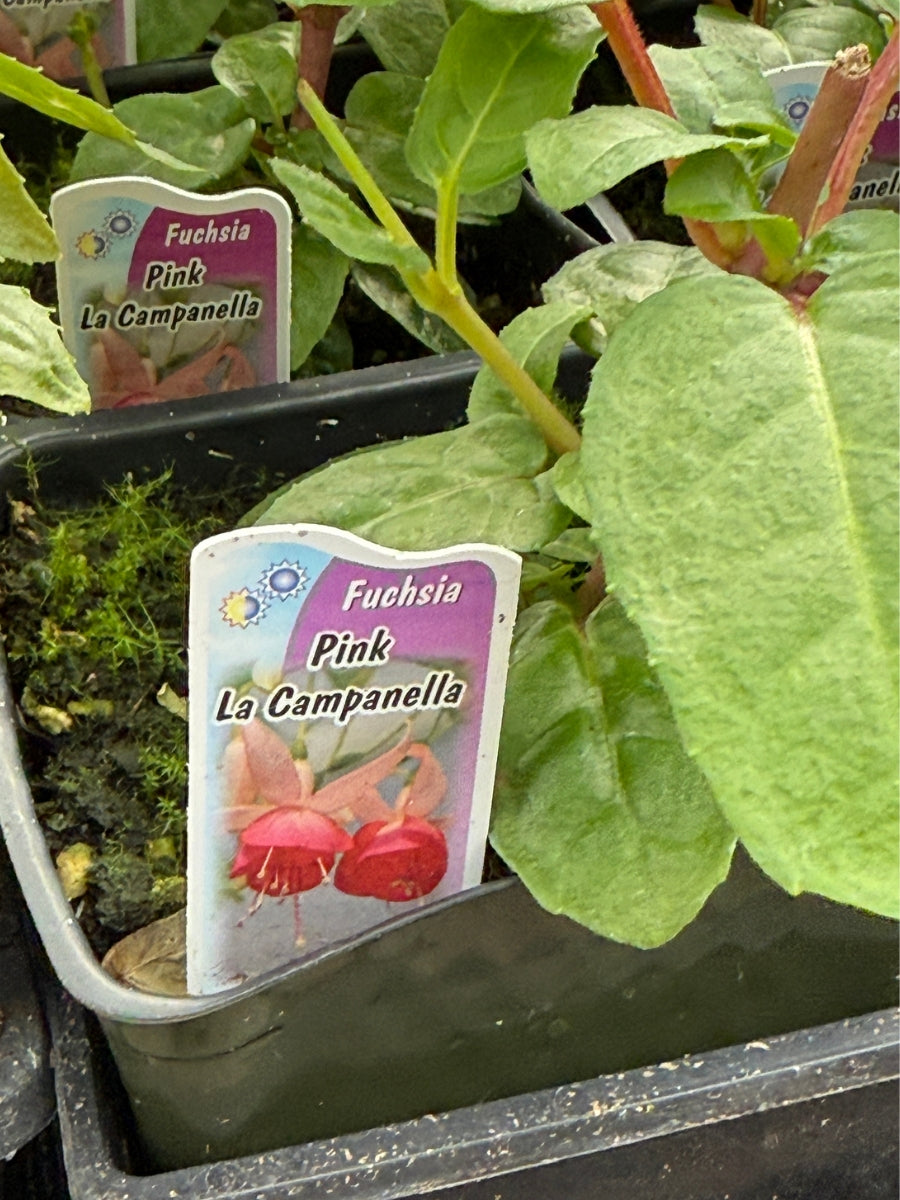 Fuchsia | Pink Campanella 4"
