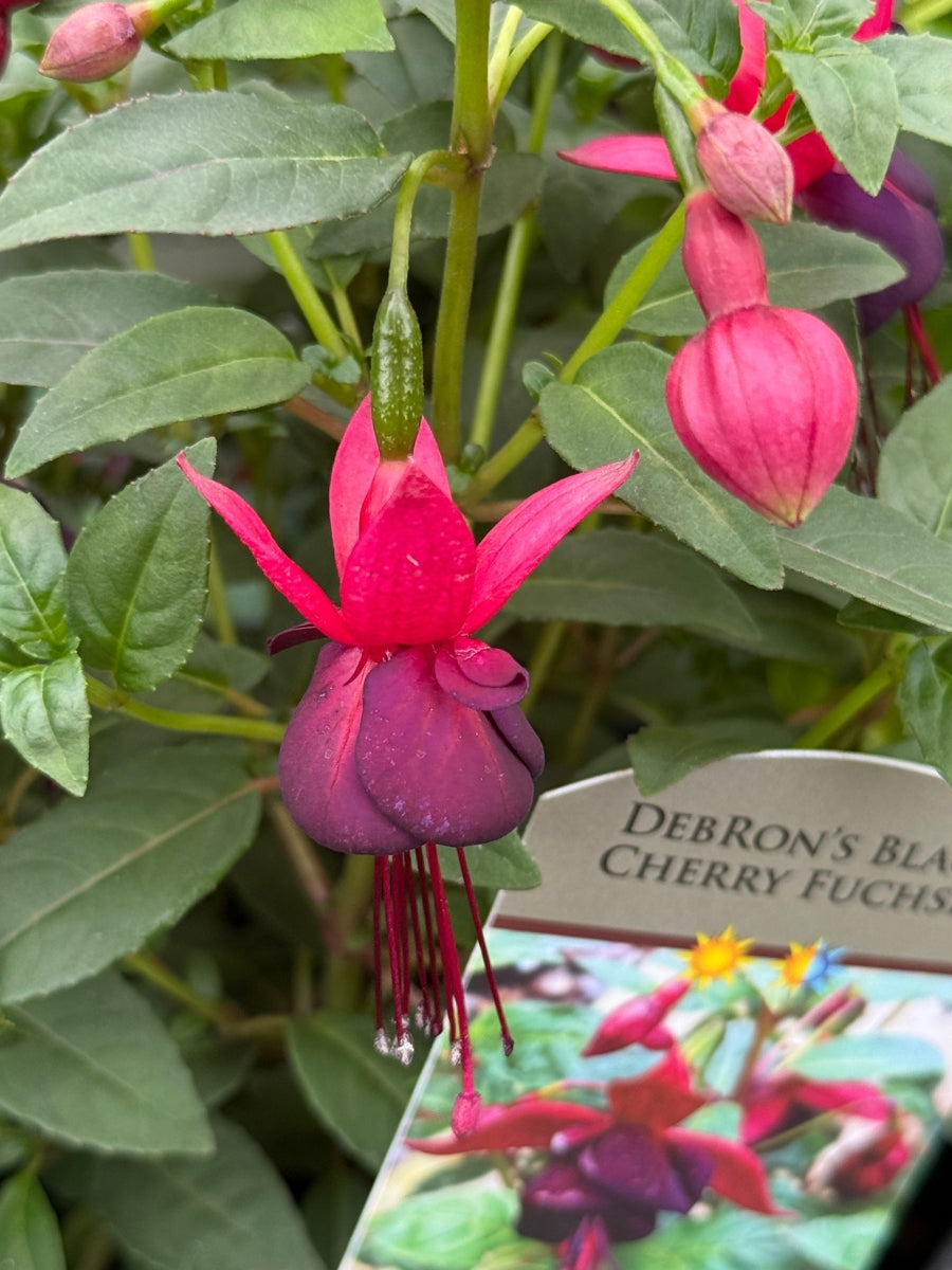 Debron's Black Cherry Hardy Fuchsia 1G