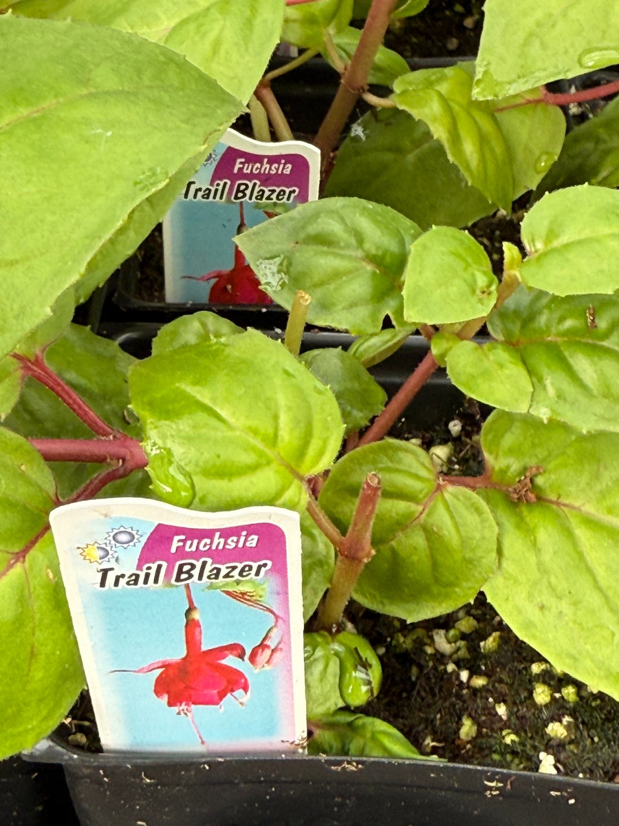 Fuchsia | Trailblazer 4"
