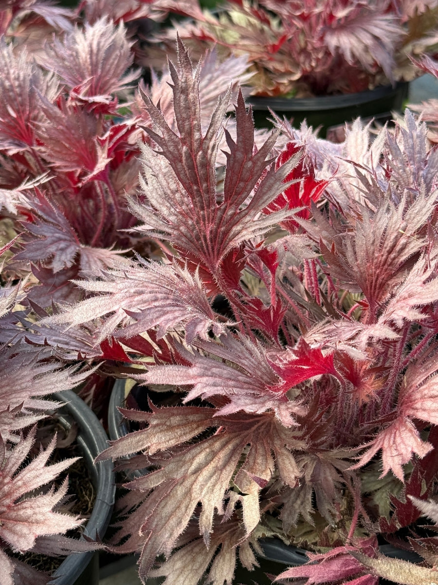 Heuchera 'Fyre Wing Rhodonite' 1G