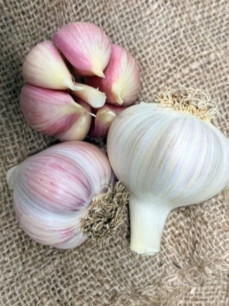Garlic Hardneck 'Georgian Fire' - Edible Bulb