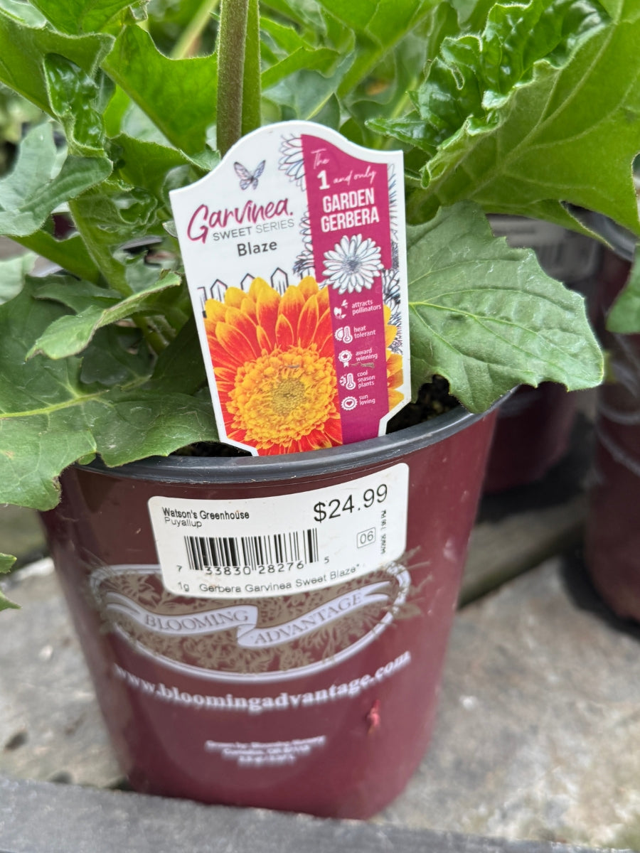 Gerbera Daisy Garvinea 'Sweet Blaze' 1G