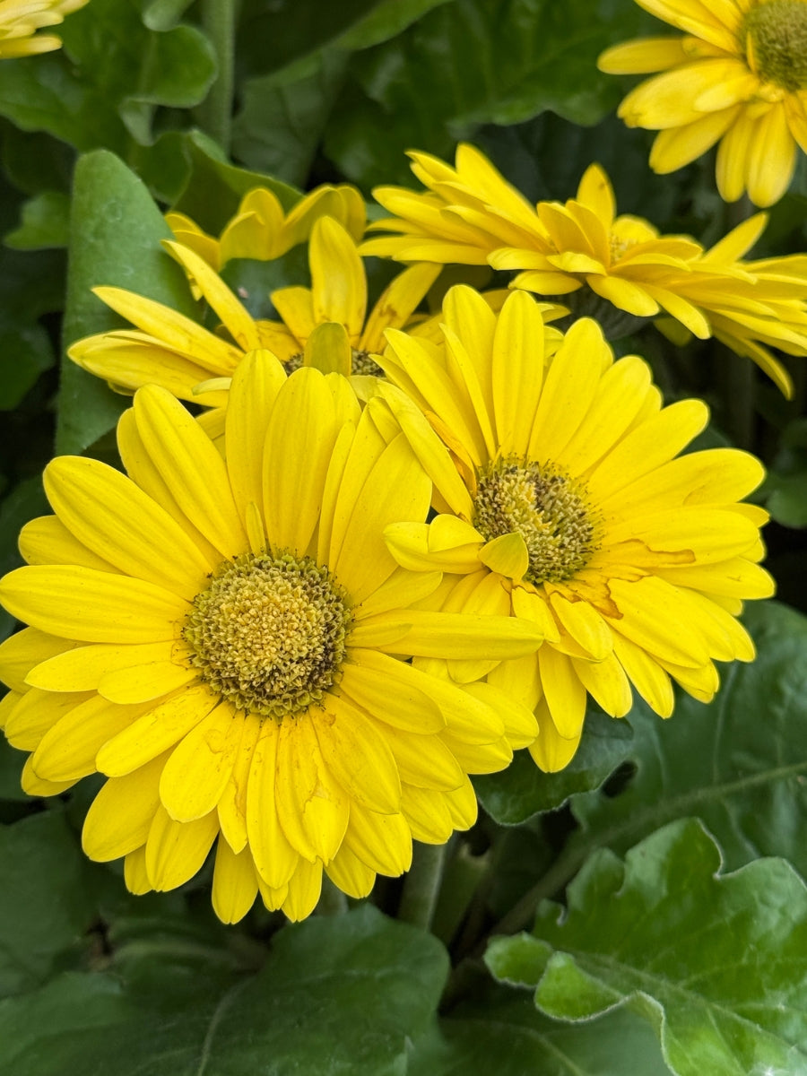 Gerbera Garvinea 'Majestic Yellow' Qt.