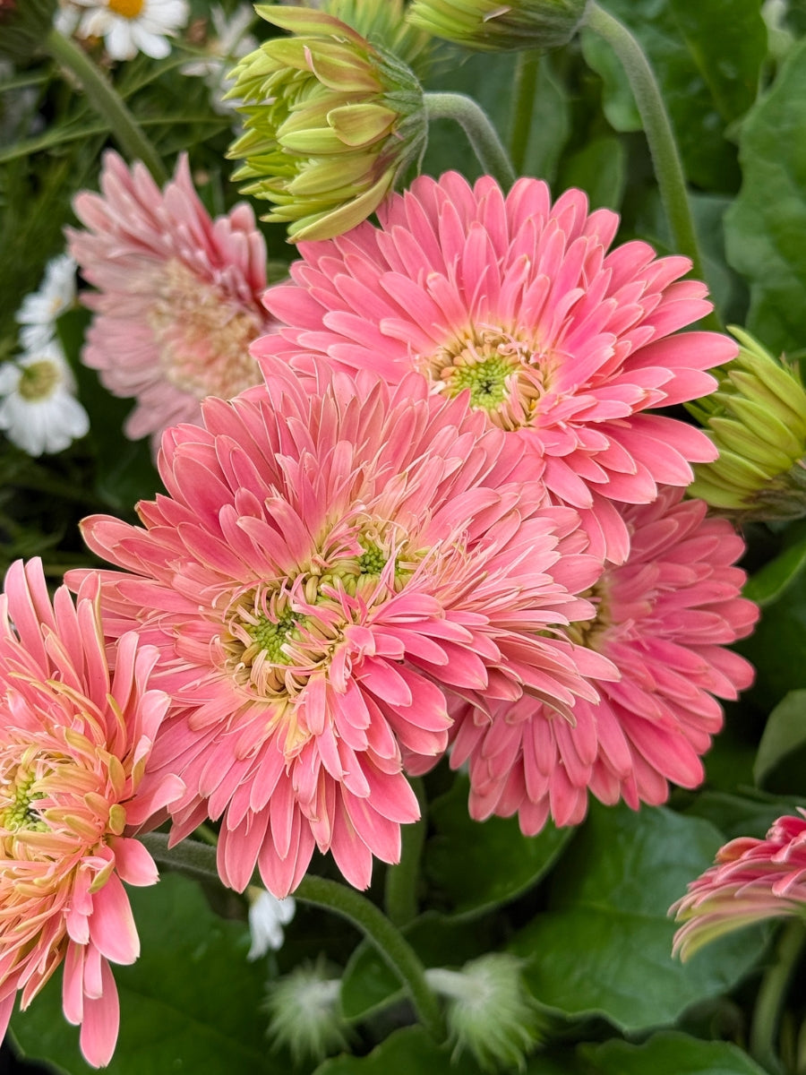 Gerbera Daisy Garvinea Majestic Light Pink Qt.