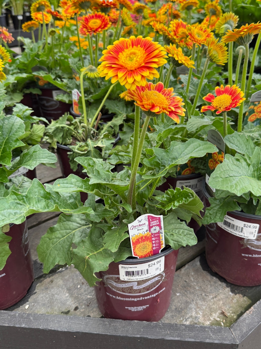 Gerbera Daisy Garvinea 'Sweet Blaze' 1G