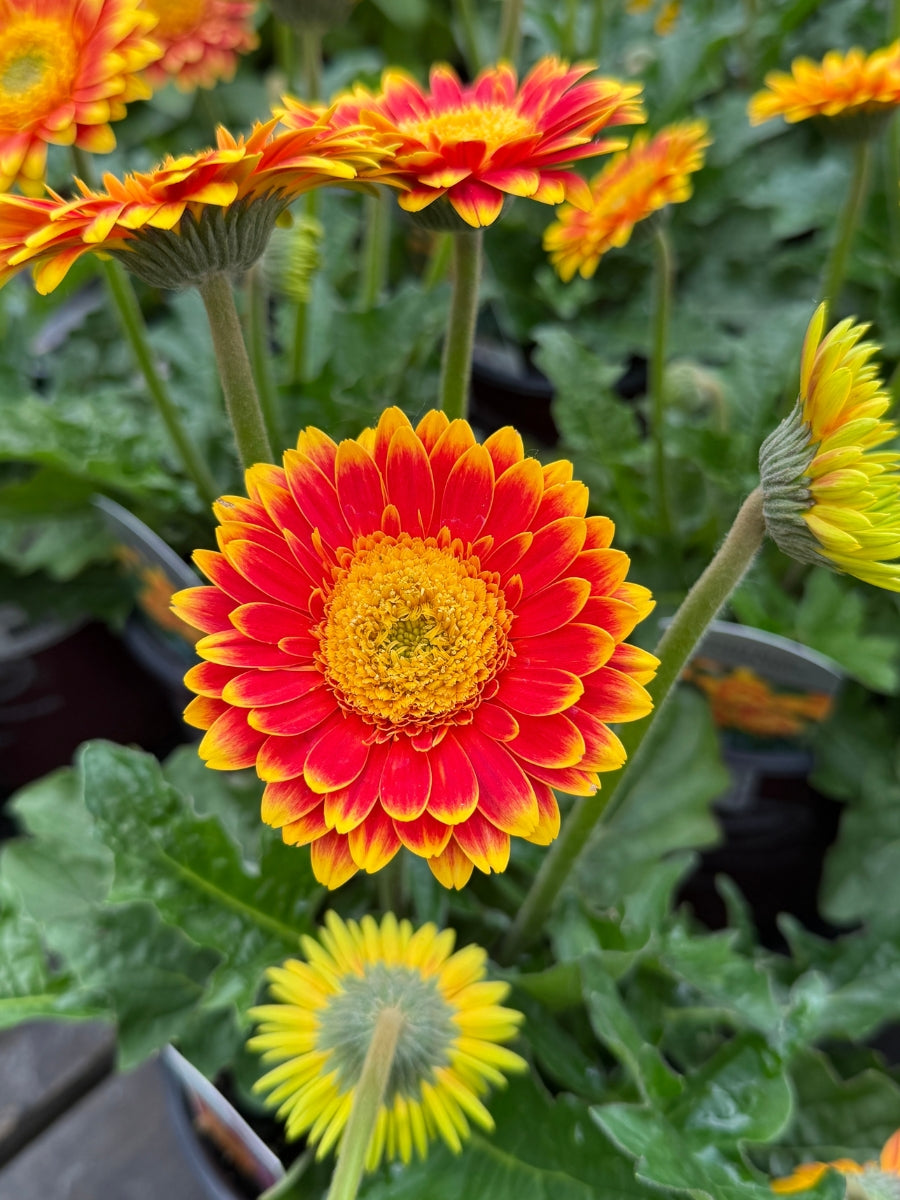 Gerbera Daisy Garvinea 'Sweet Blaze' 1G