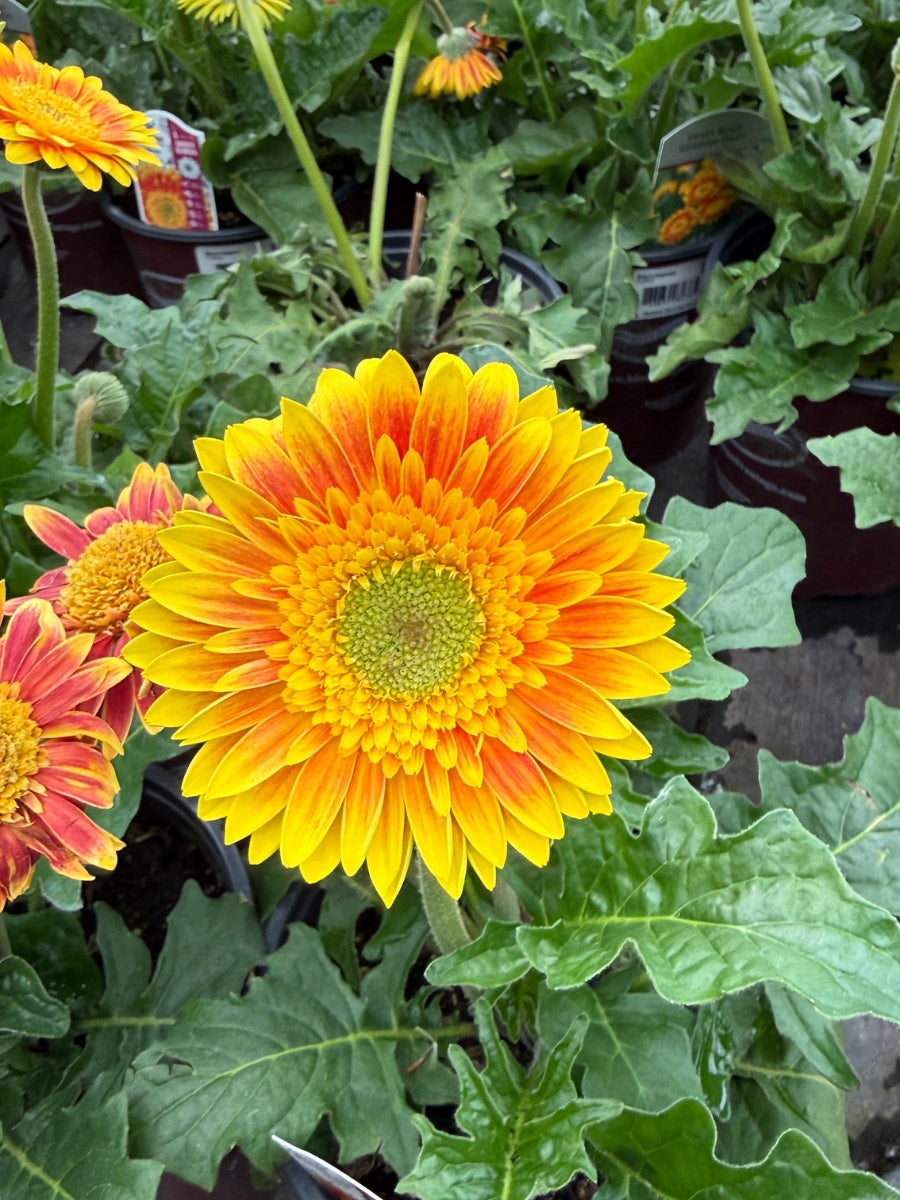 Gerbera Daisy Garvinea 'Sweet Blaze' 1G