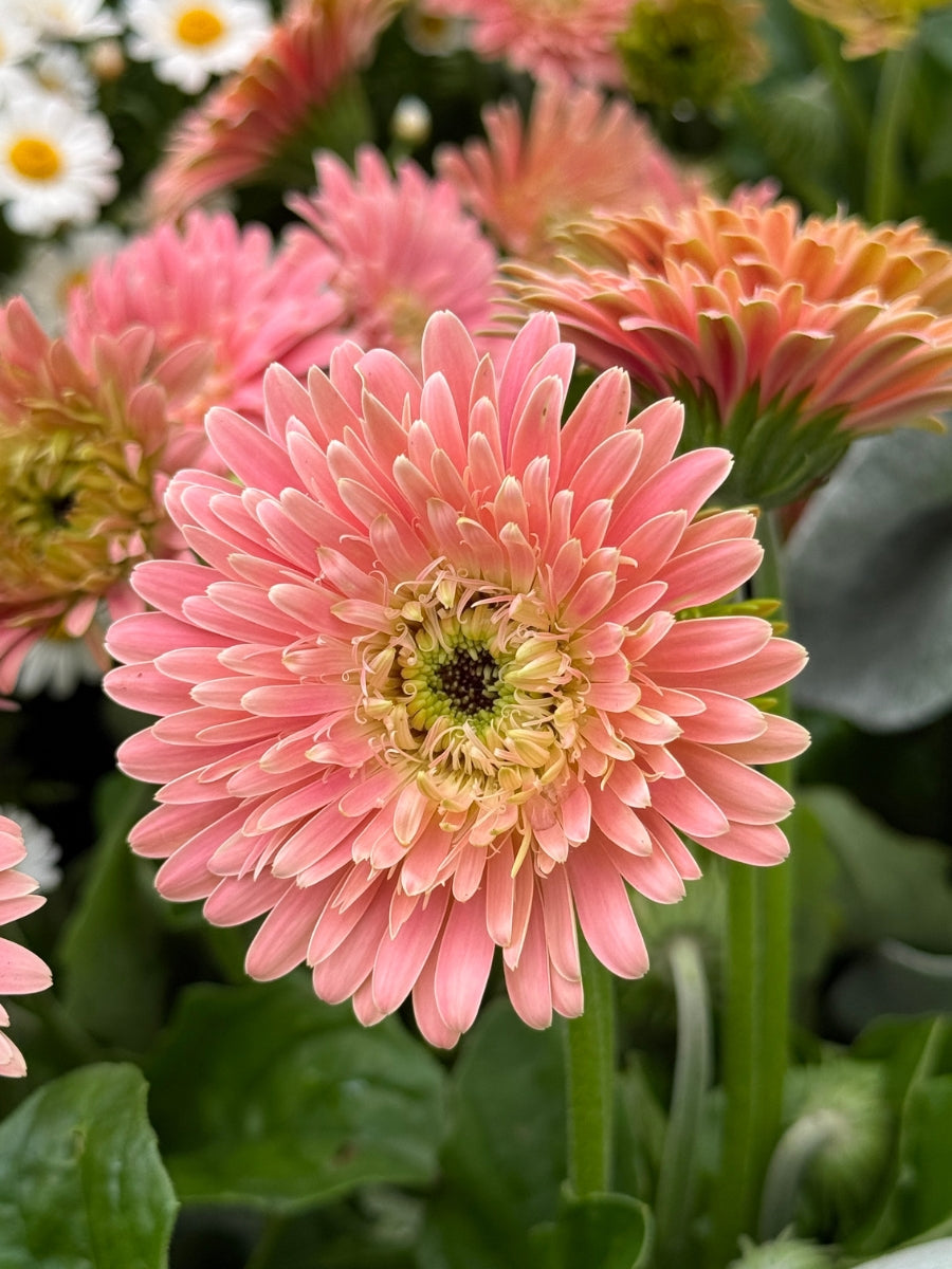 Gerbera Daisy Garvinea Majestic Light Pink Qt.