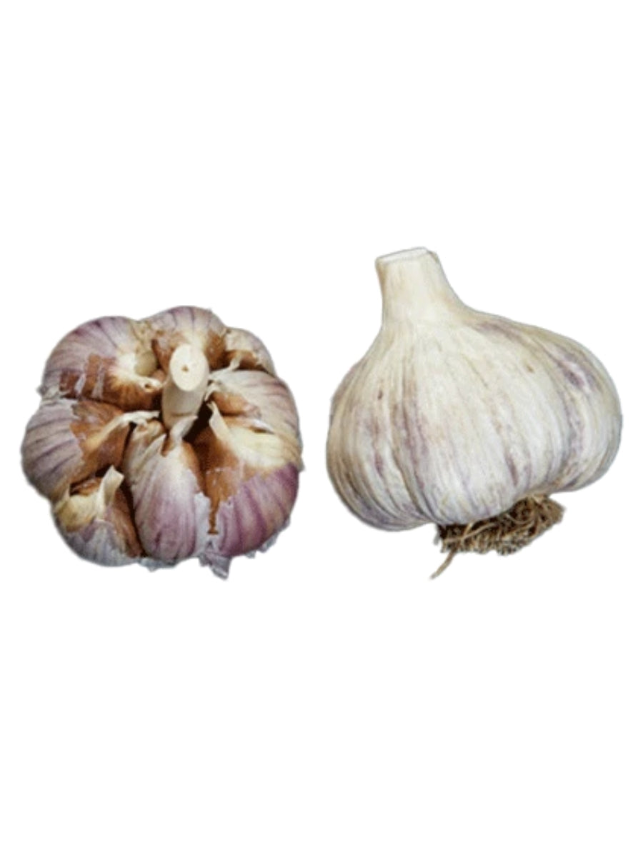 Garlic Bulb - German Mountain