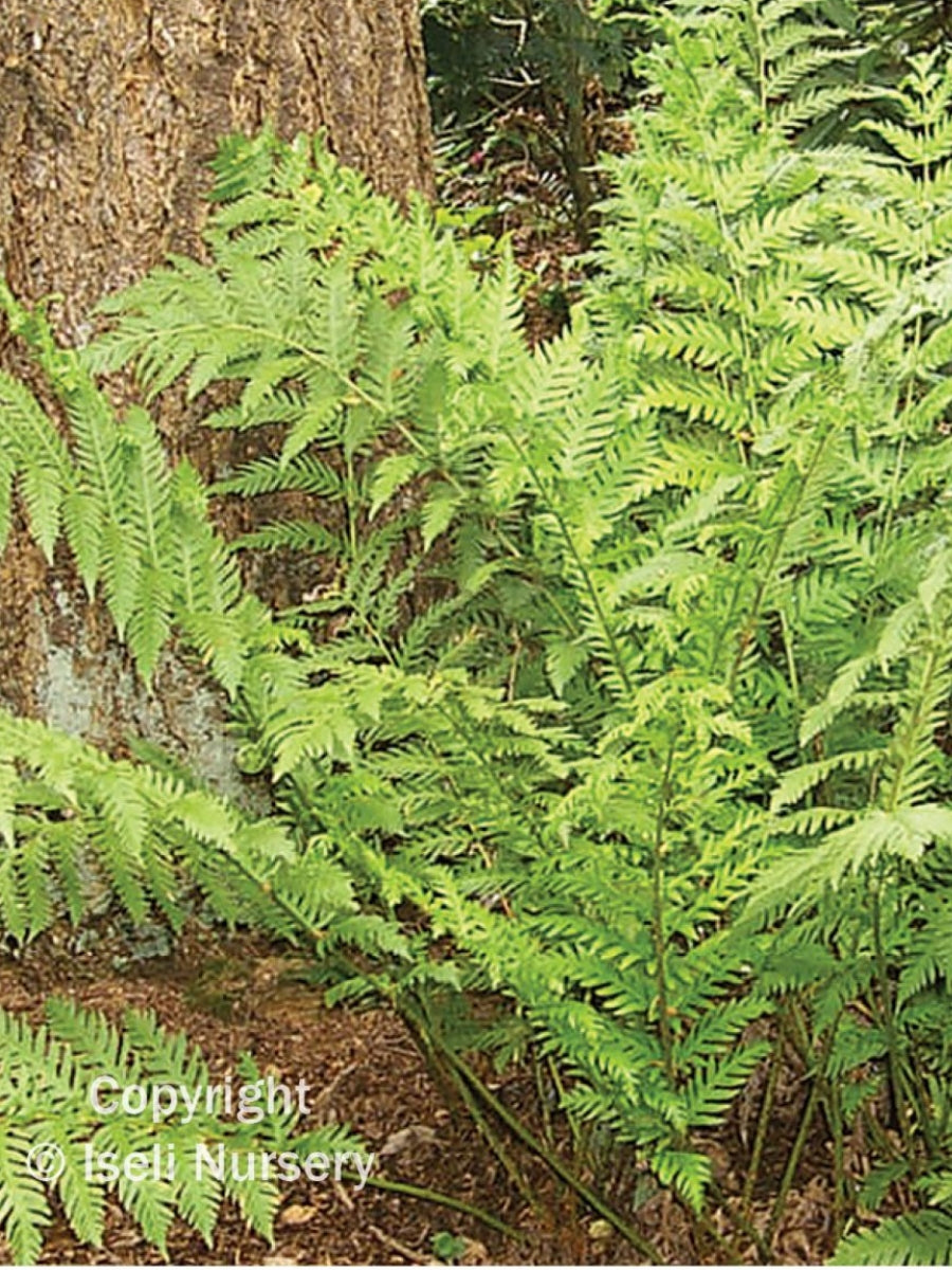 Woodwardia fimbriata 'Giant Chain' Fern Qt.