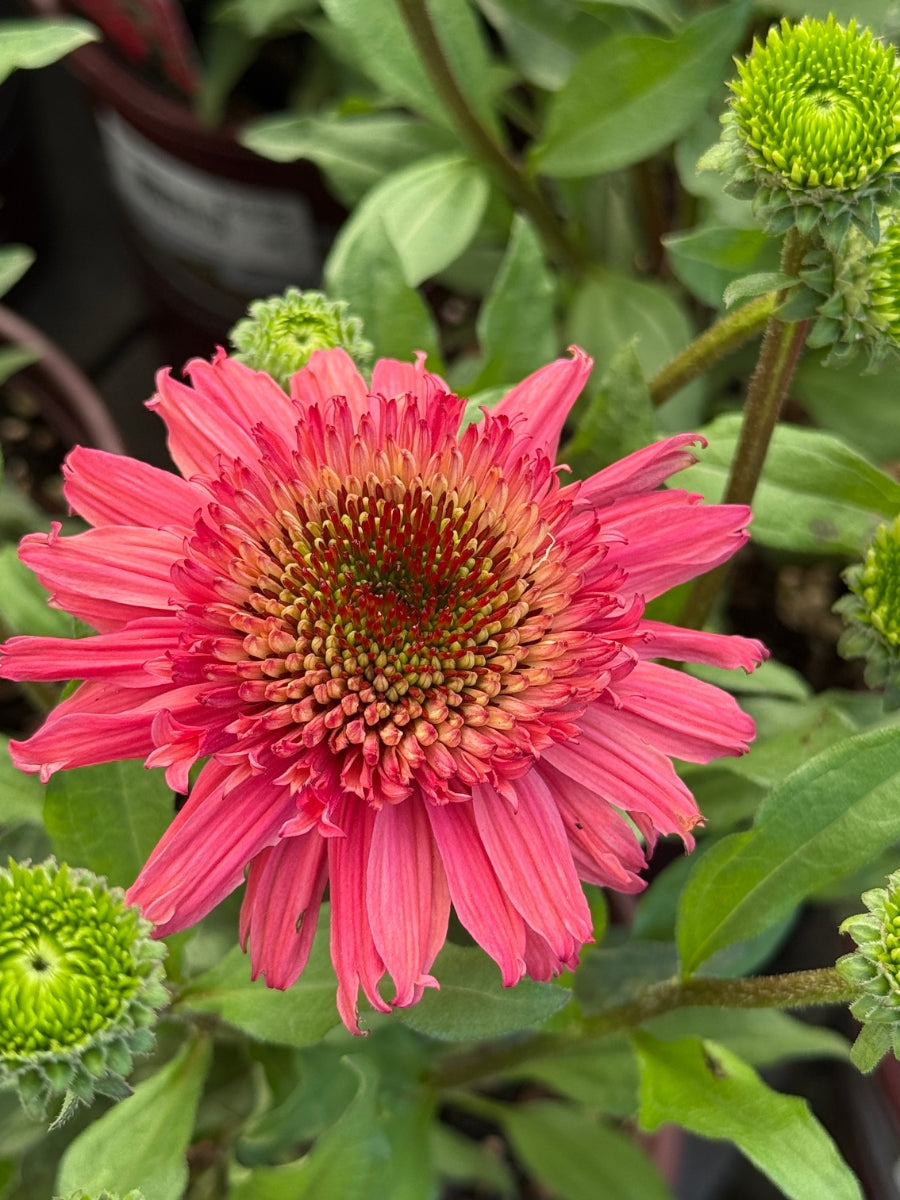 Echinacea 'Giddy Pink' 1G