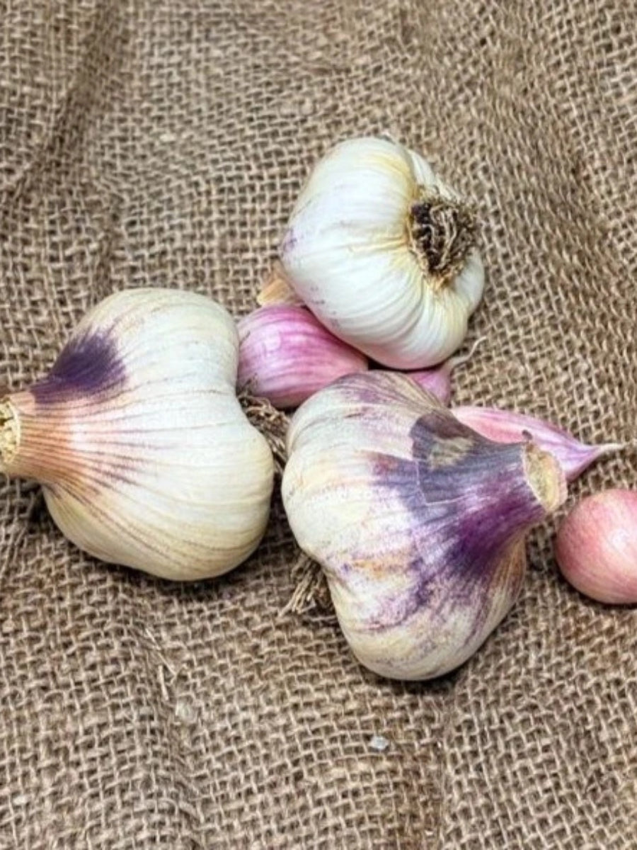 Garlic Softneck 'Godfather's Italian' - Edible Bulb