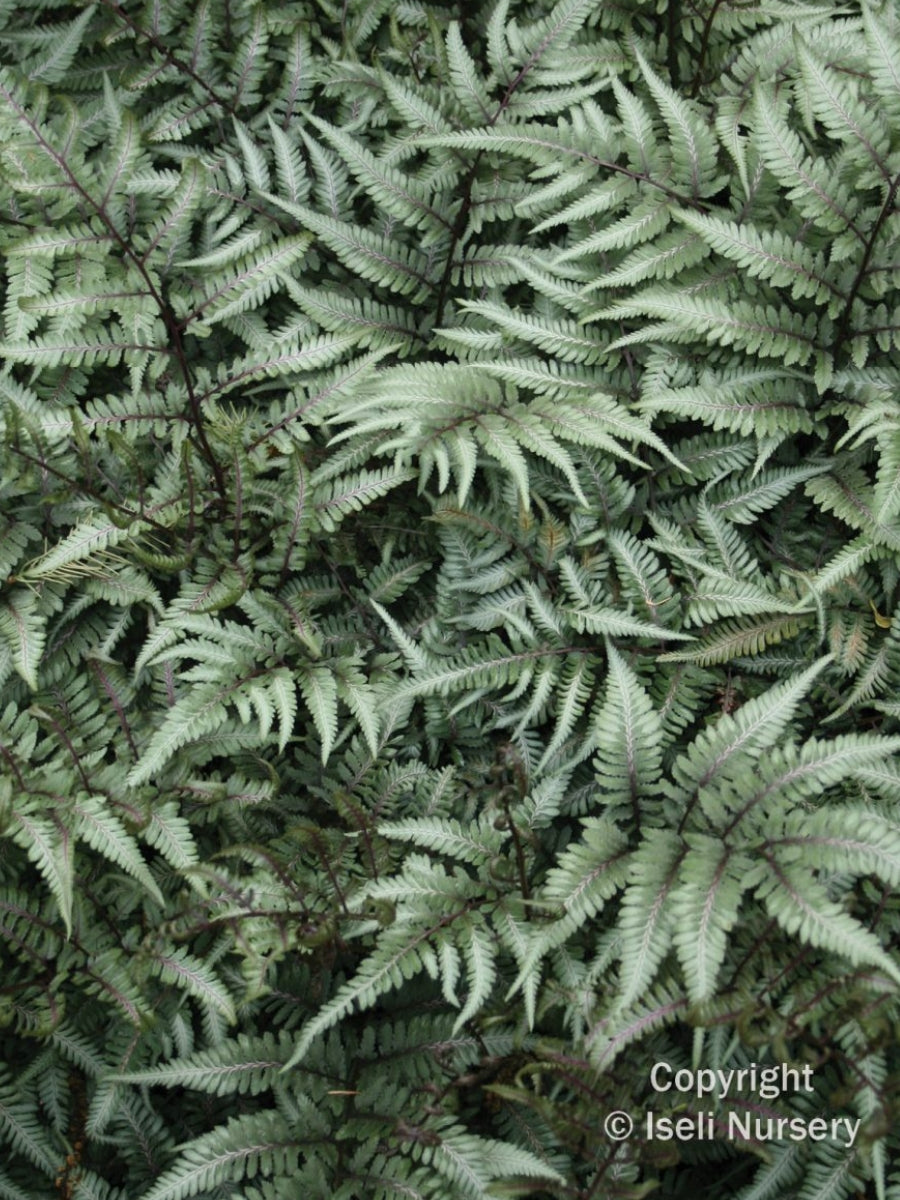 Athyrium 'Godzilla' Japanese Painted Fern Qt.