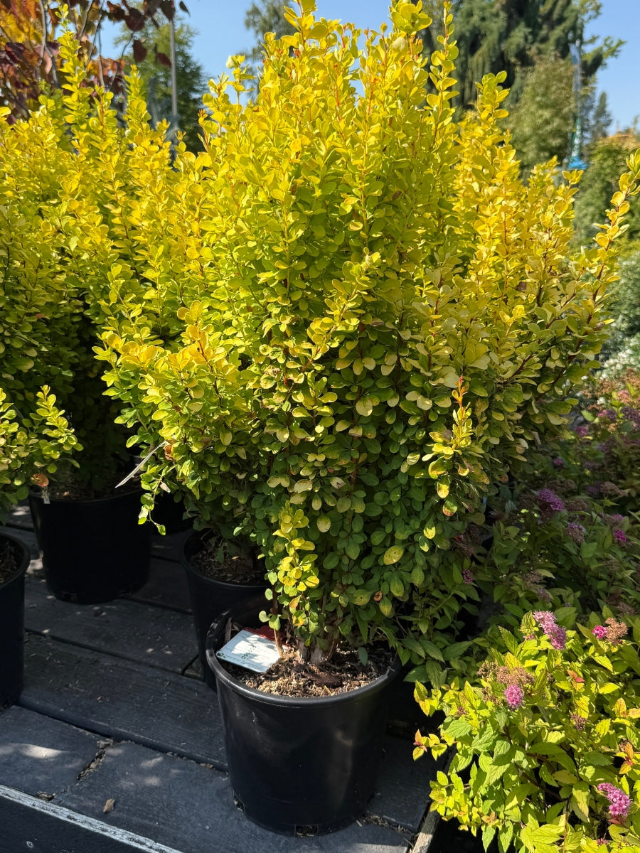 Barberry 'Golden Rocket' 2G