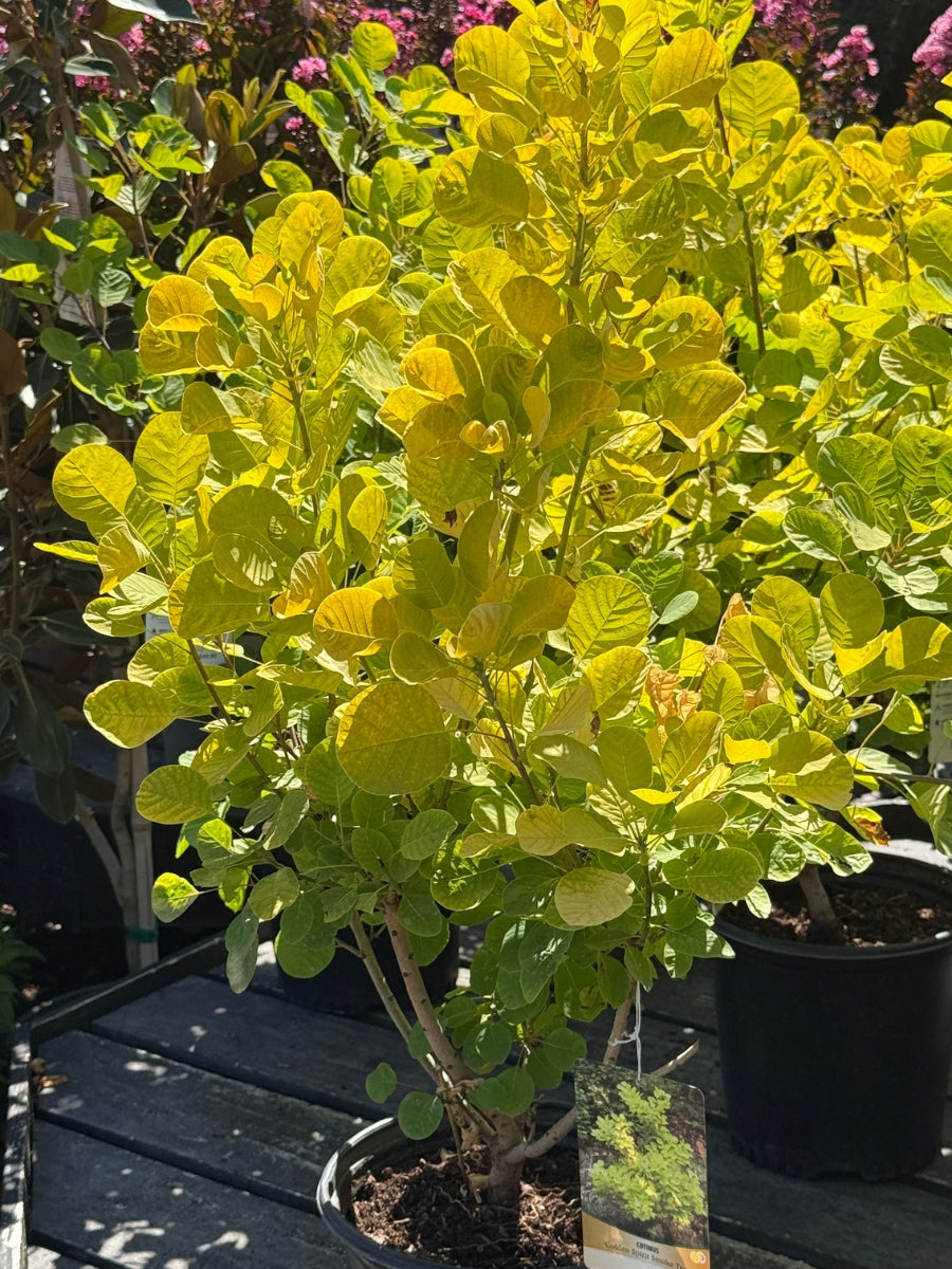 Smoke Tree Golden Spirit 2G