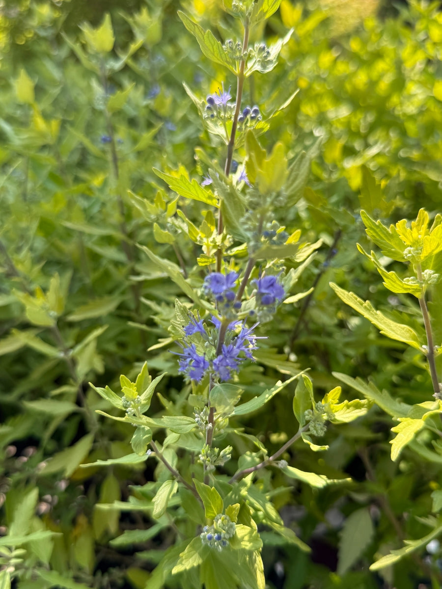 Bluebeard | Caryopteris 'Good as Gold' 1G