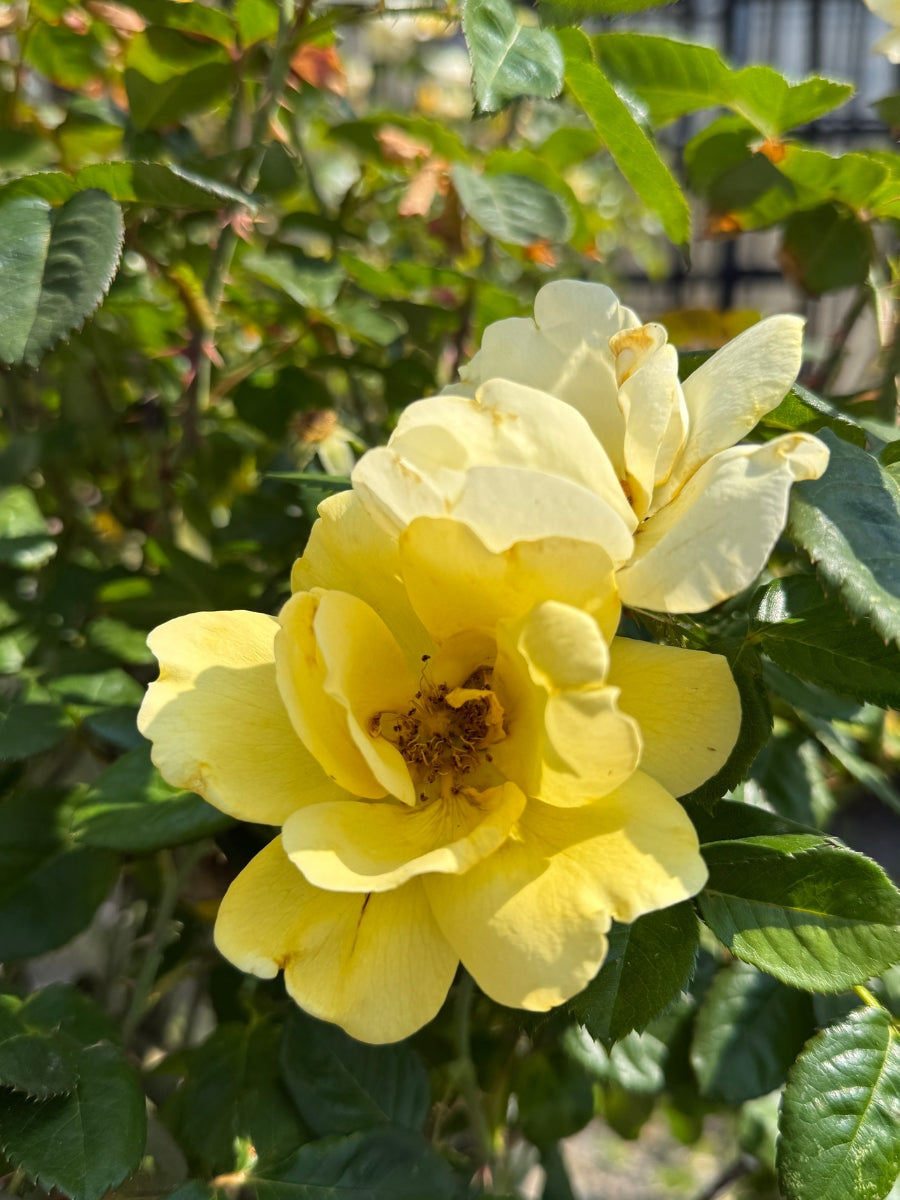 Rose 'Grace N Grit Yellow' 5G Tree
