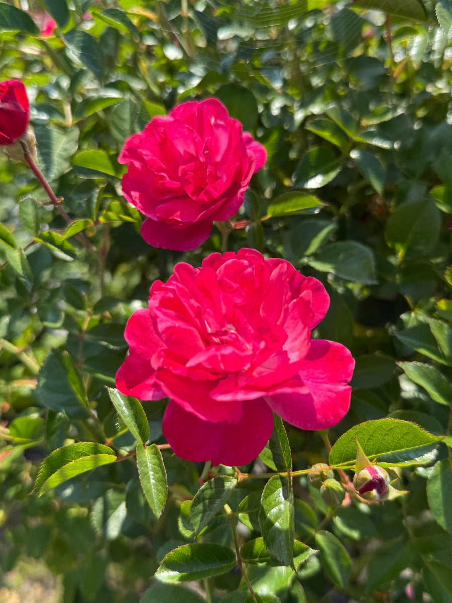 Rose 'Grace N Grit Pink' 5G Tree