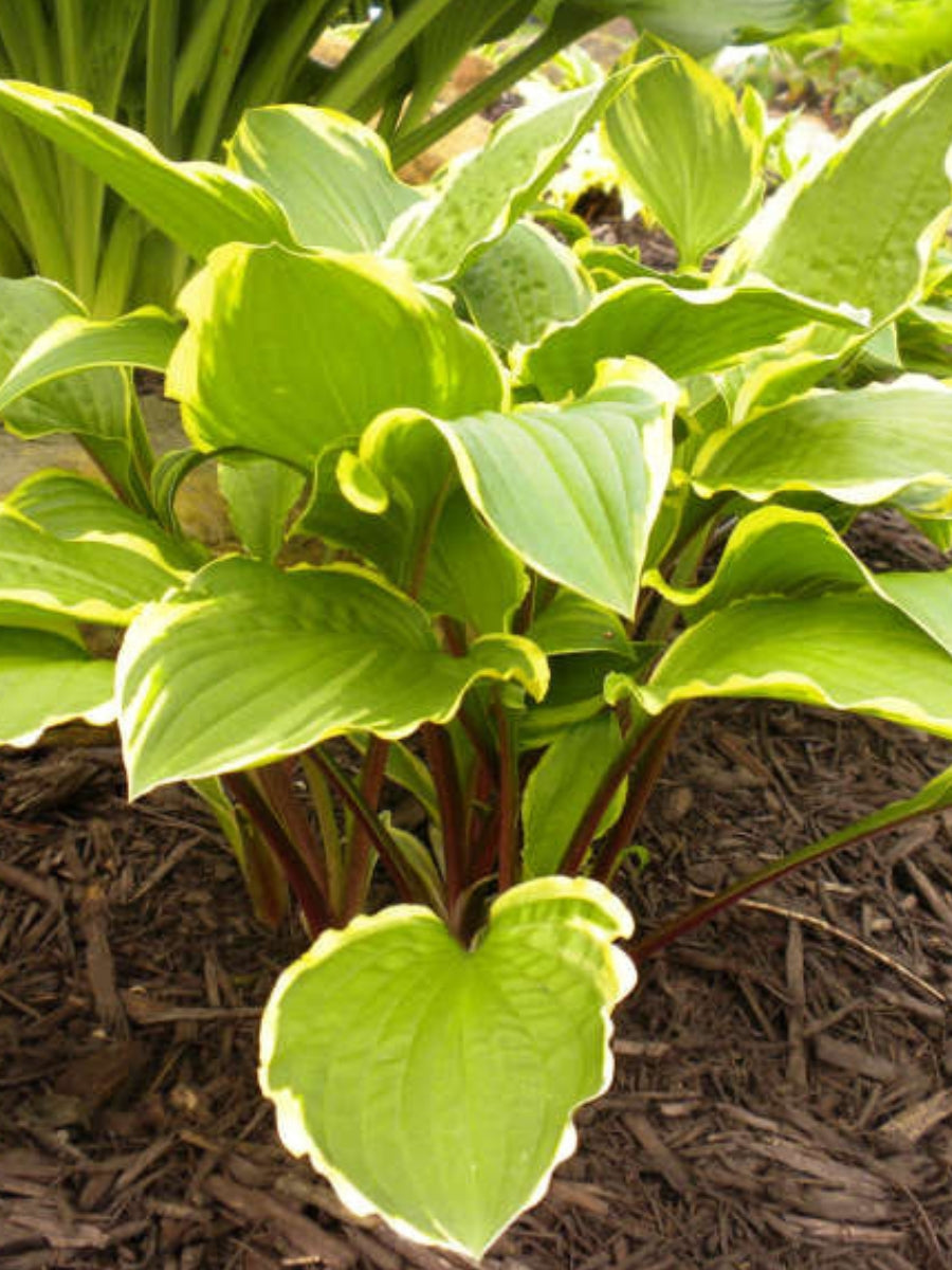 Hosta 'Rubbies and Ruffles' 1G
