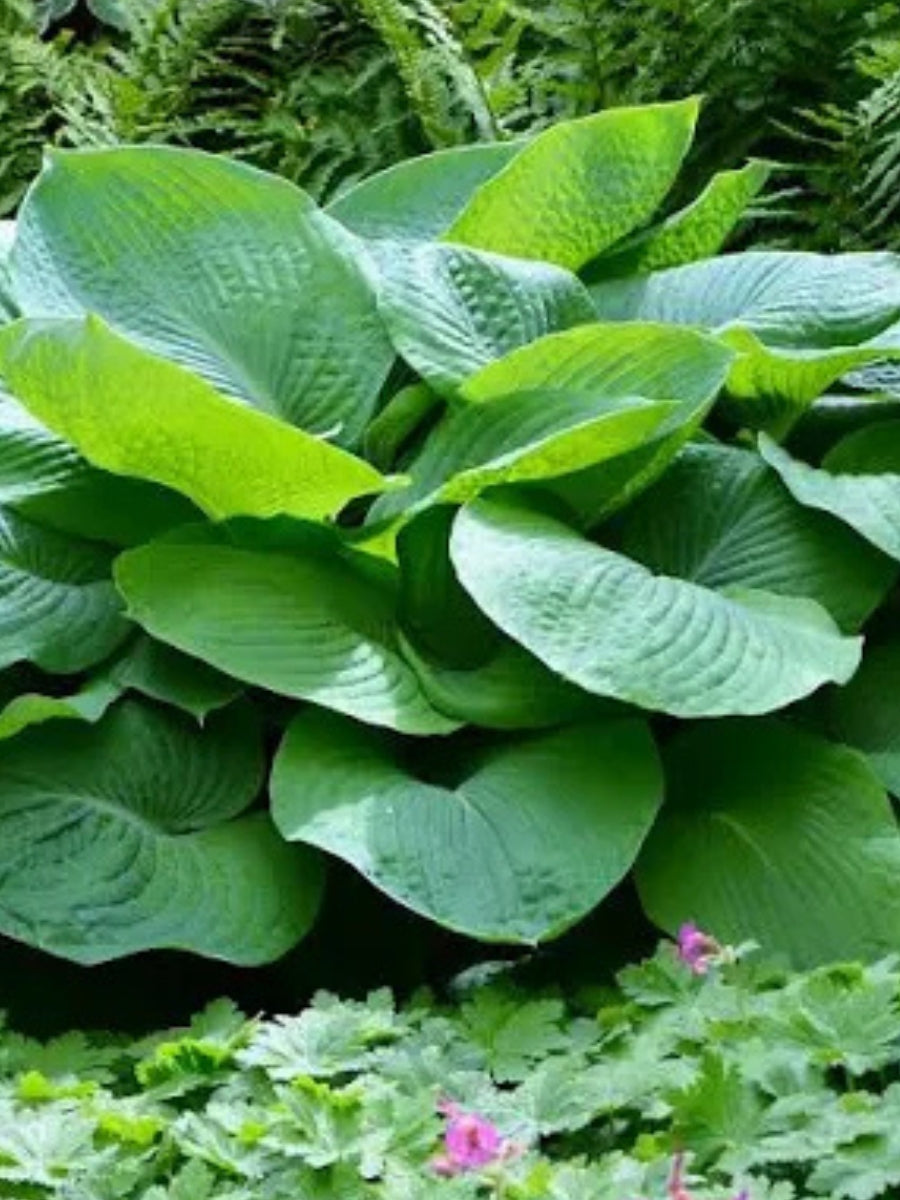 Hosta 'Jurassic Park' 1G