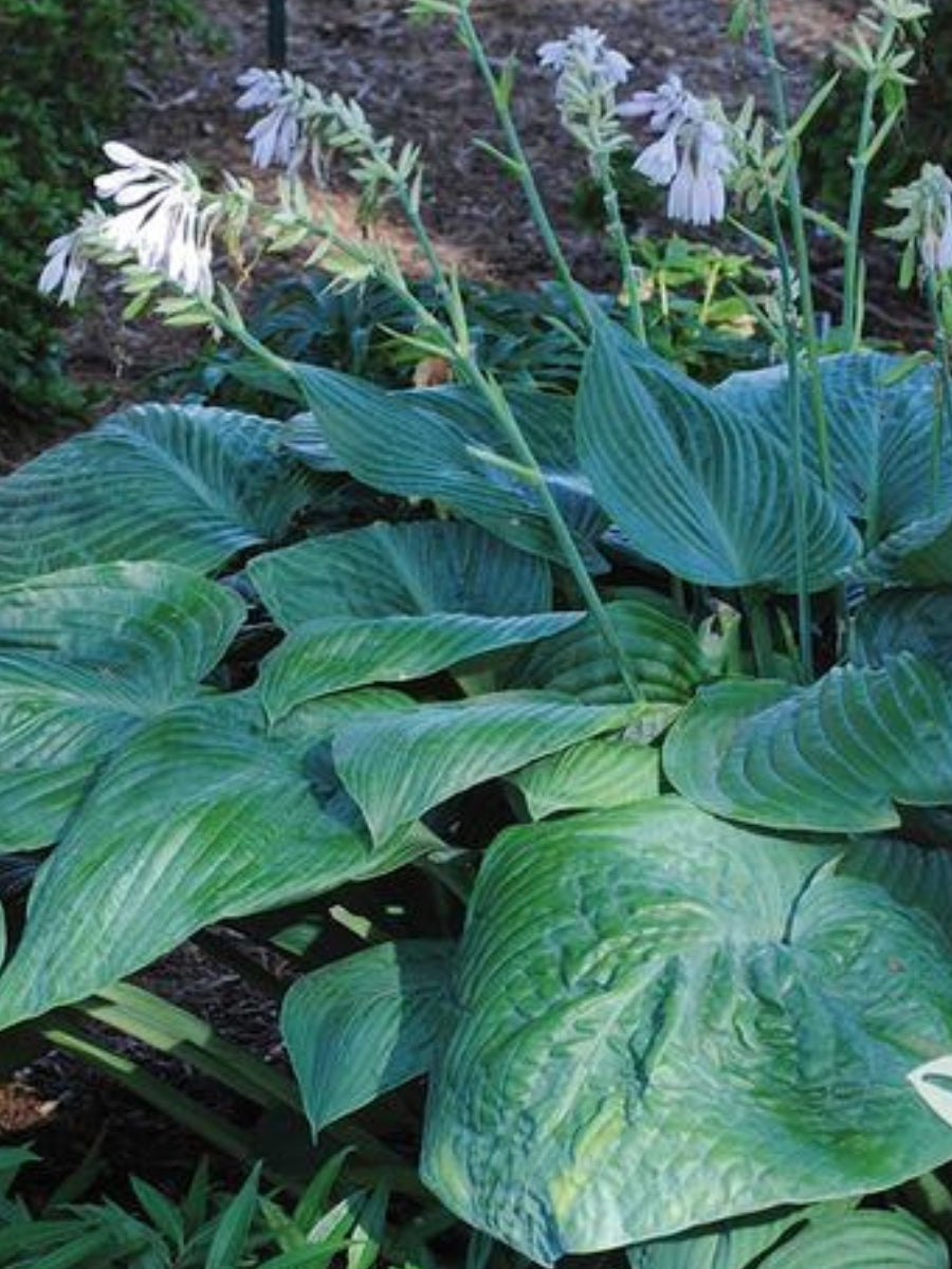 Hosta 'Jurassic Park' 1G