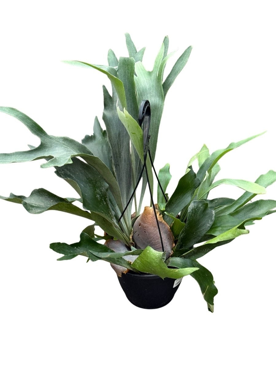 planting staghorn fern in hanging basket Hanging Basket