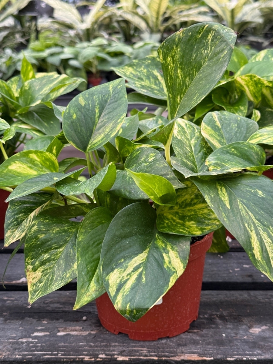 Pothos 'Golden'