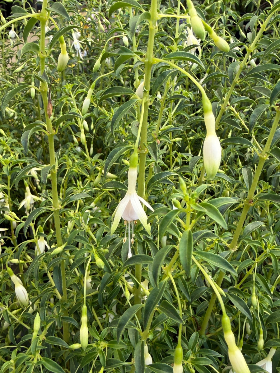 Hardy Fuchsia 'Hawkshead' 2G