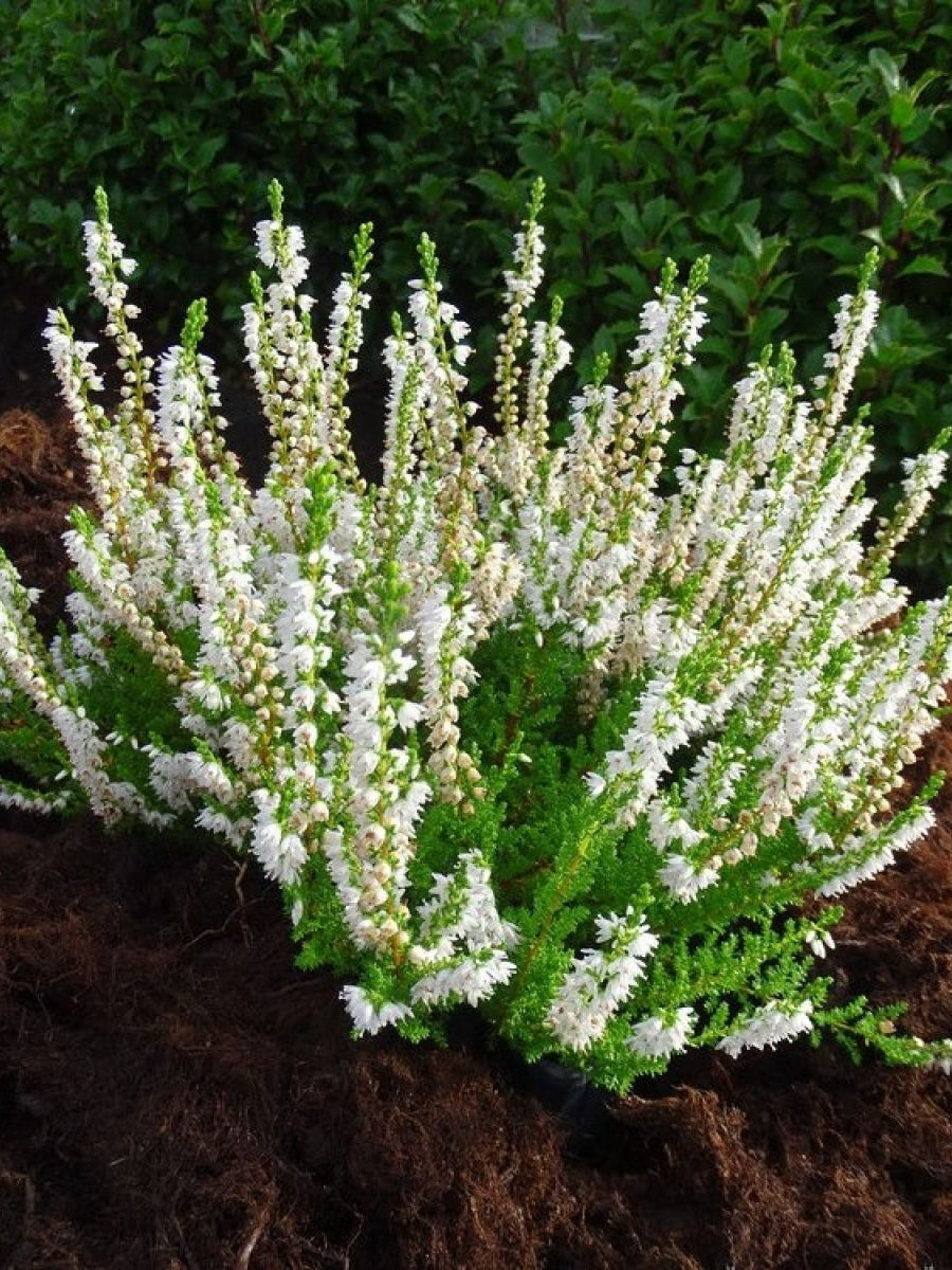 Heather Calluna 'Spring Cream' 1G – Watson's Greenhouse