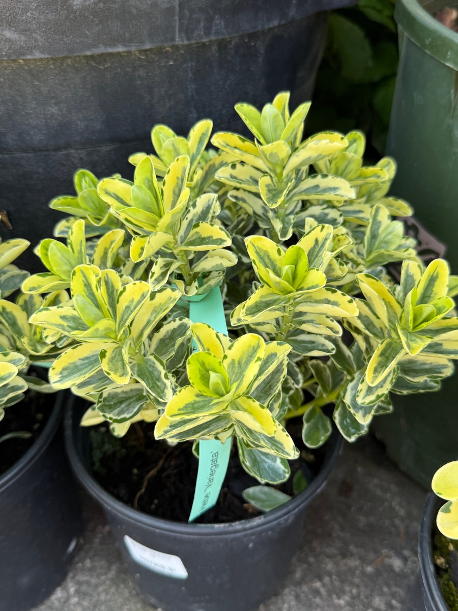 Hebe Variegata 1G