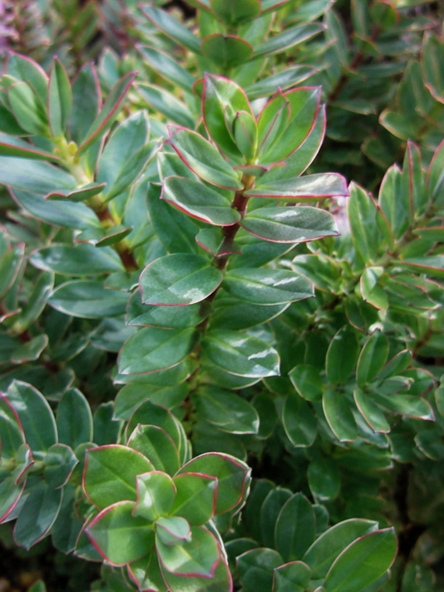 Hebe 'Red Edge' 1G