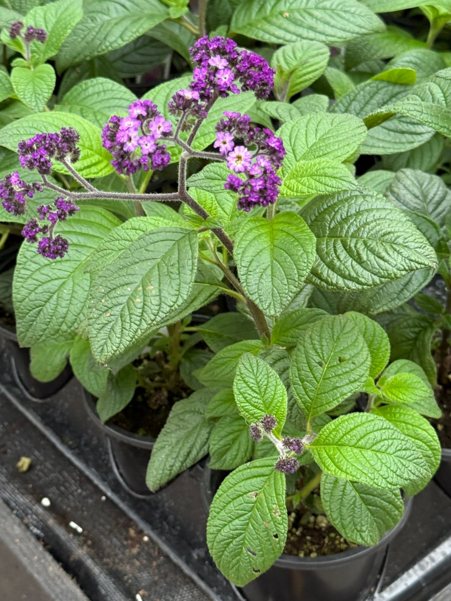 Heliotrope Fragrant Delight Qt.
