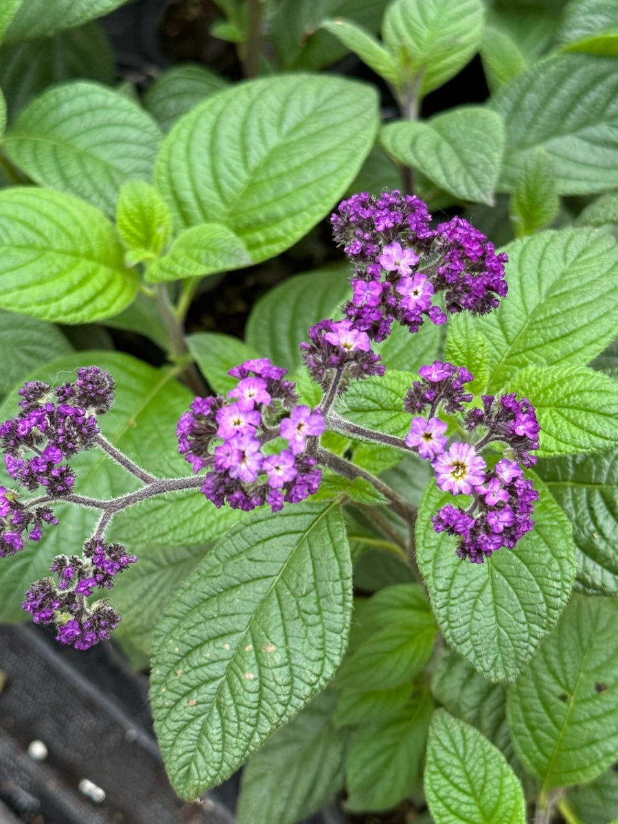 Heliotrope Fragrant Delight Qt.