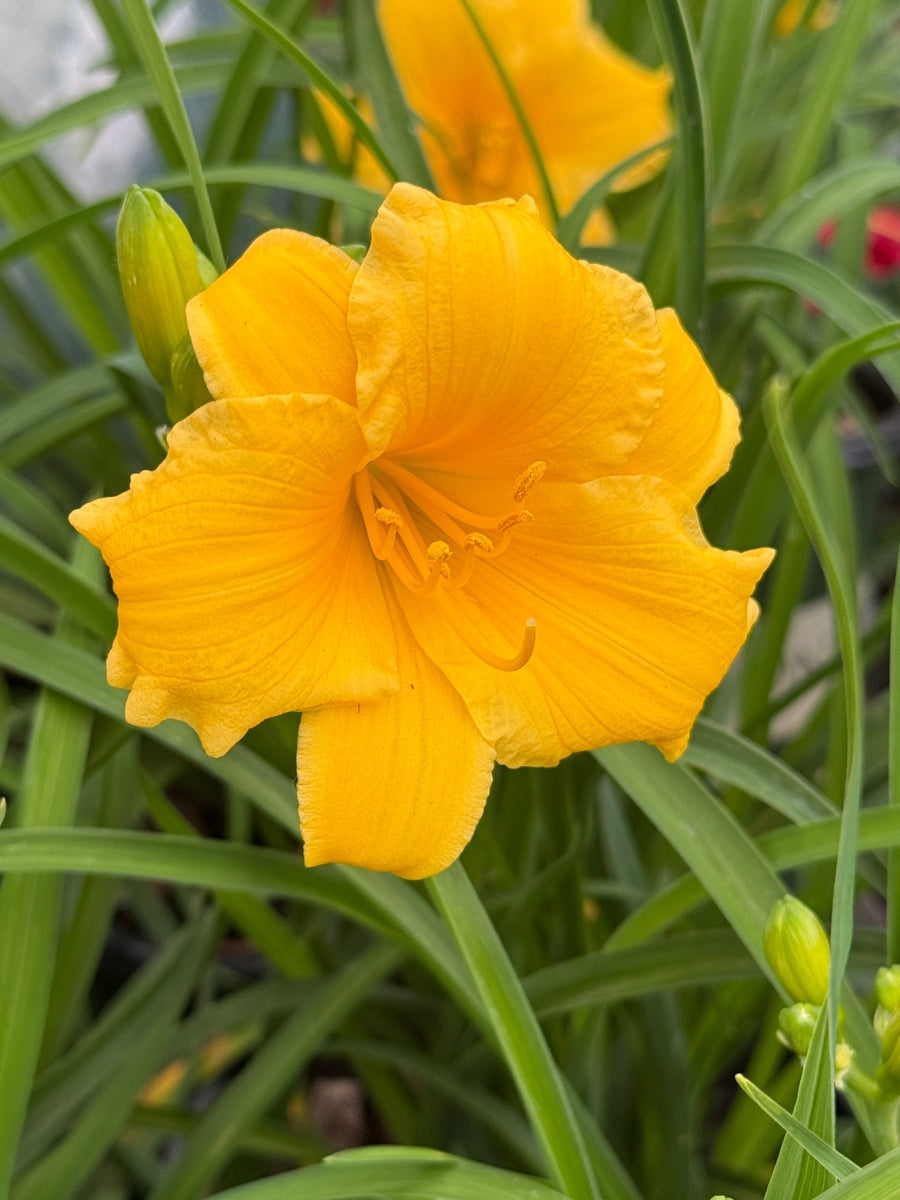 Daylily Stella D'Oro 1G