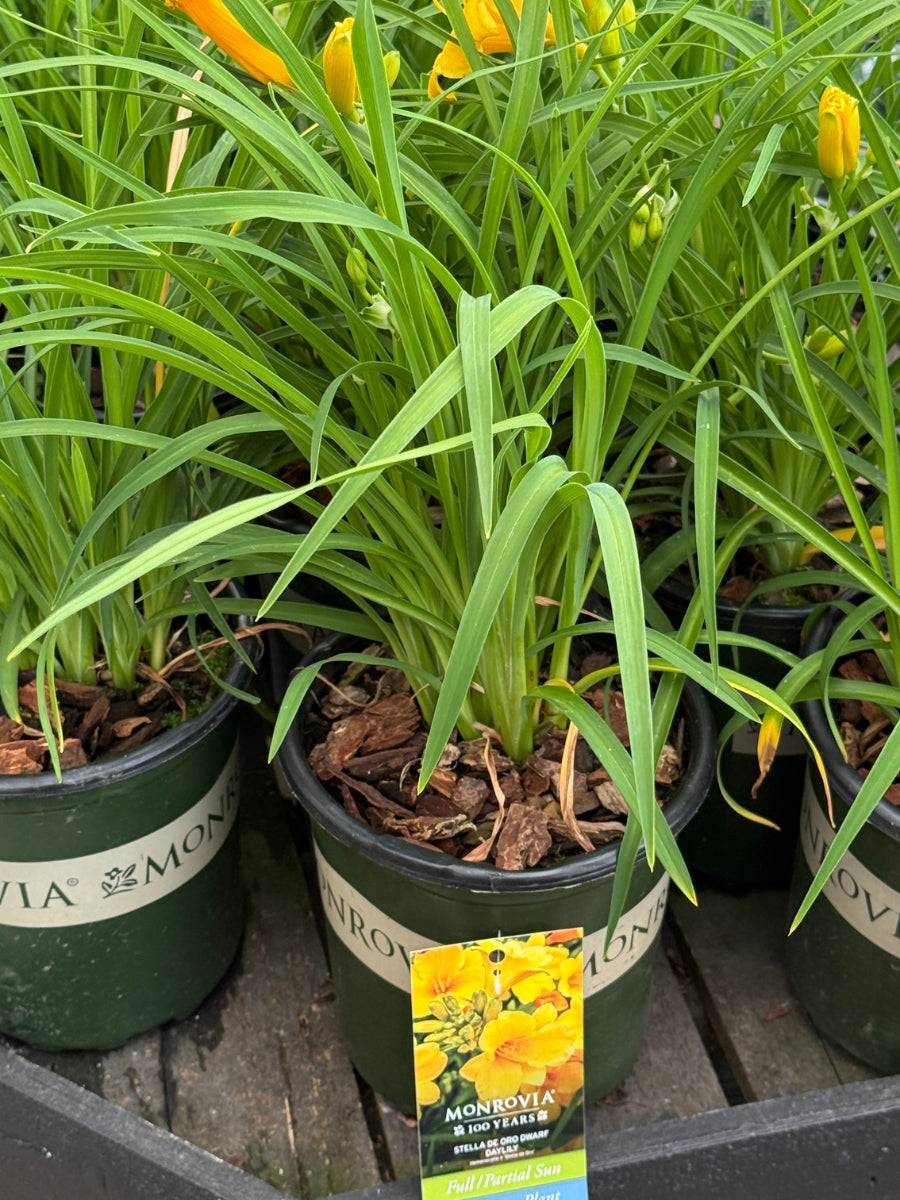 Daylily Stella D'Oro 1G