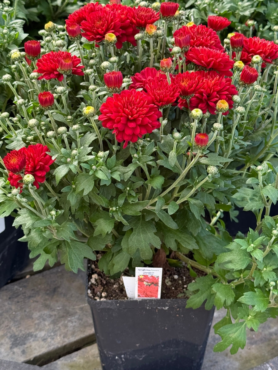 Mum 'Hestia Hot Red' 1G