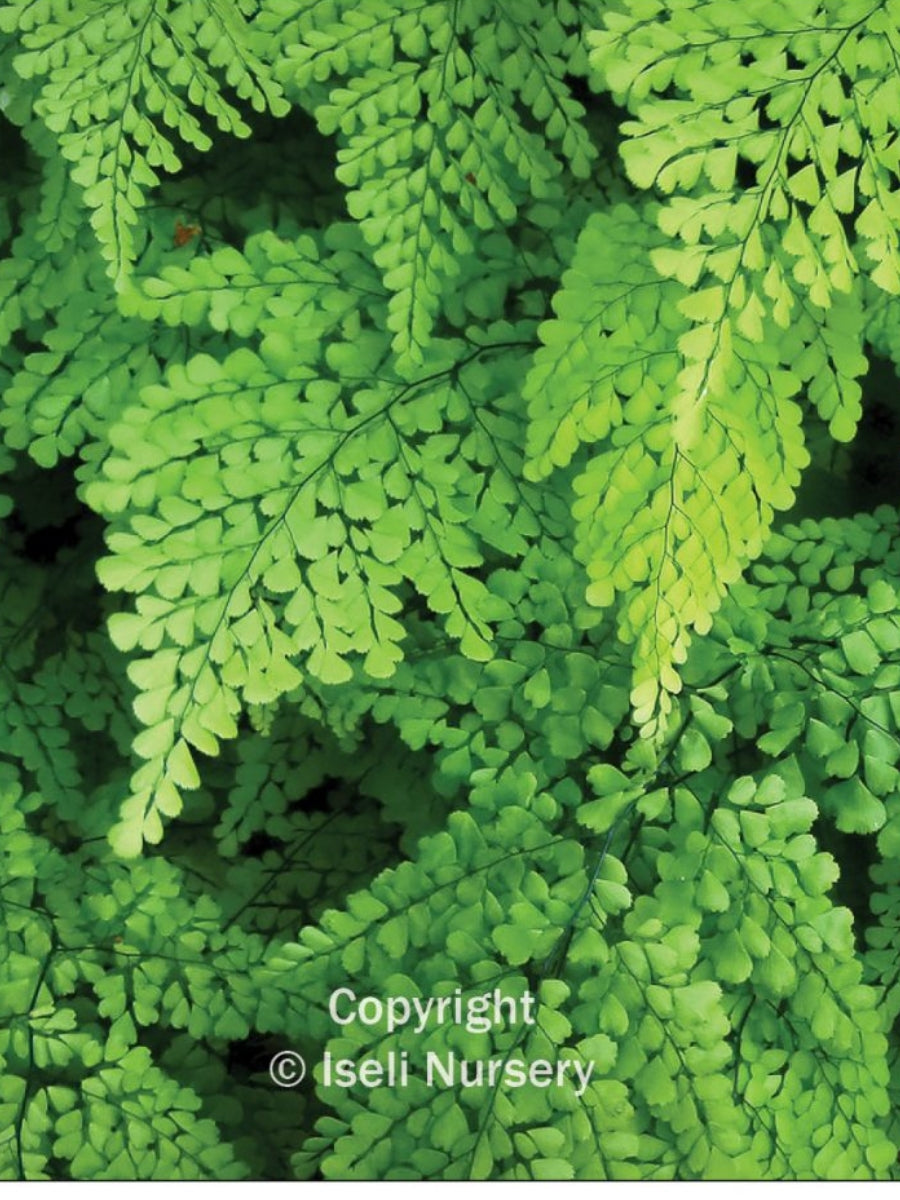 Adiantum venustum 'Himalayan' Fern Qt.