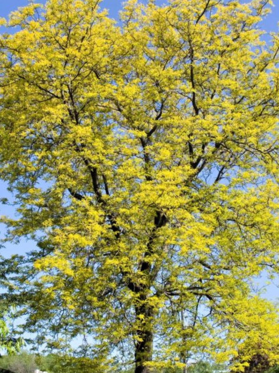 Honey locust Gleditsia Triacanthos Sunburst 10G