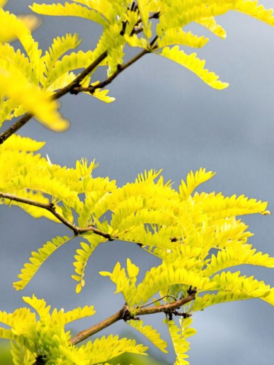 Honey locust Gleditsia Triacanthos Sunburst 10G