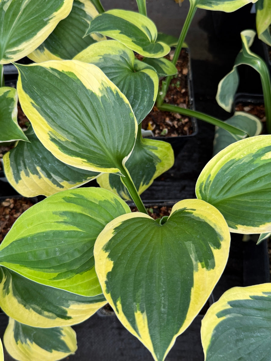 Hosta 'Anne' 1G