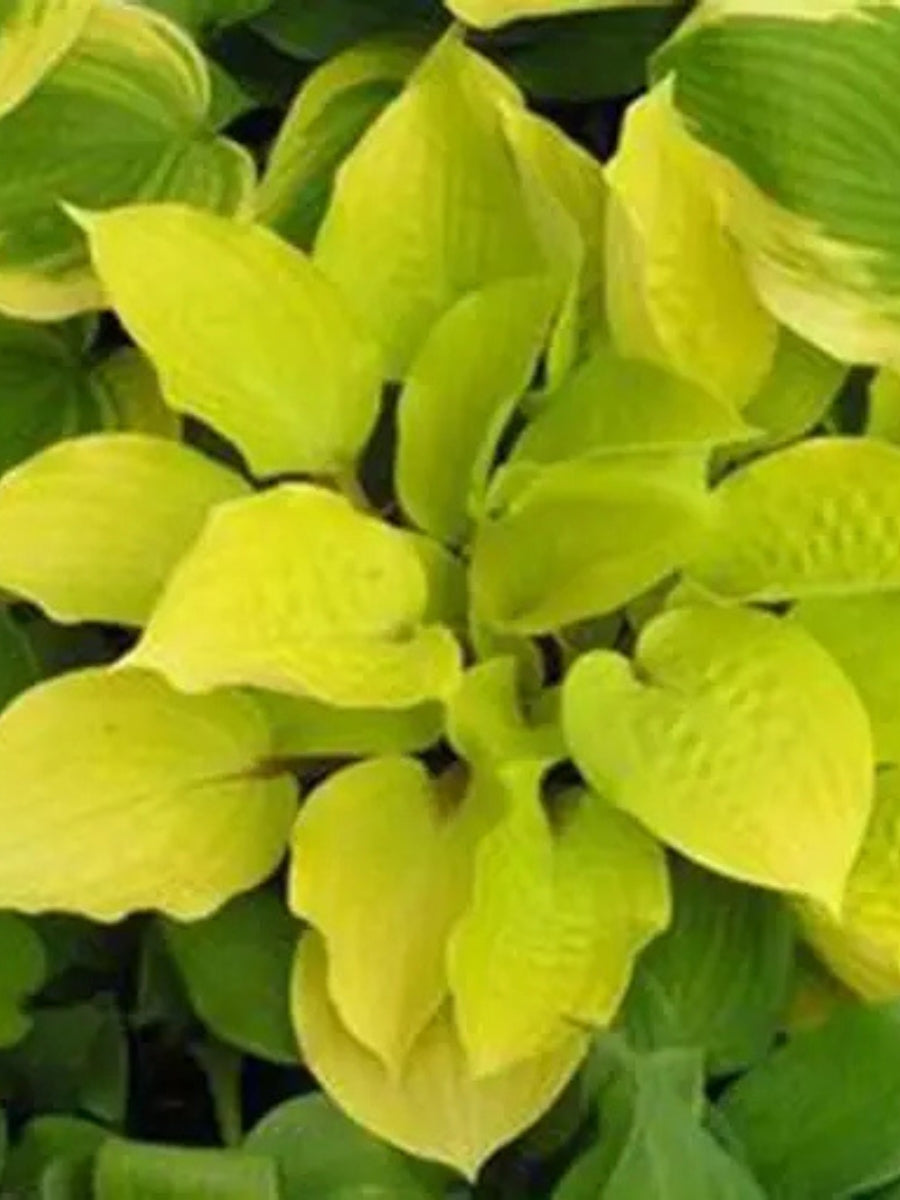 Hosta 'Tortilla Chip' Qt.