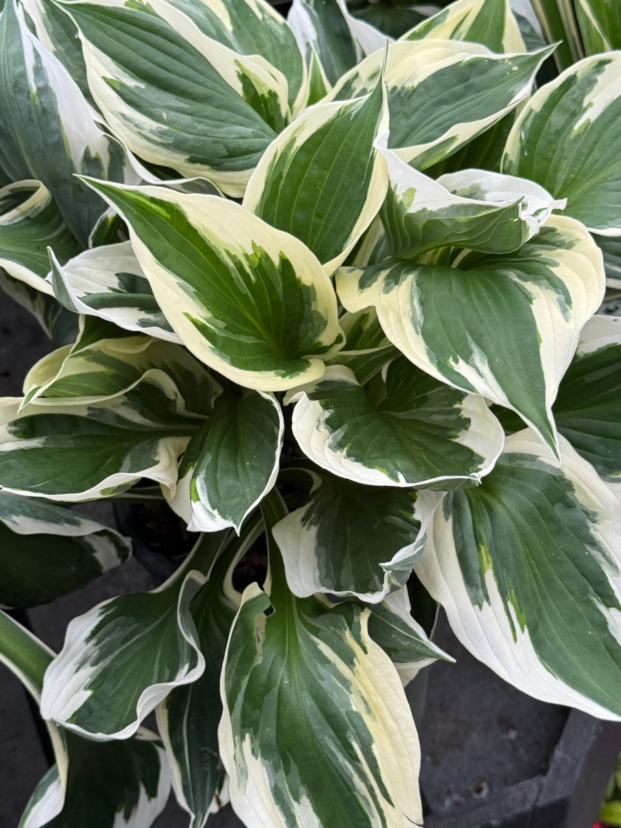Hosta Patriot