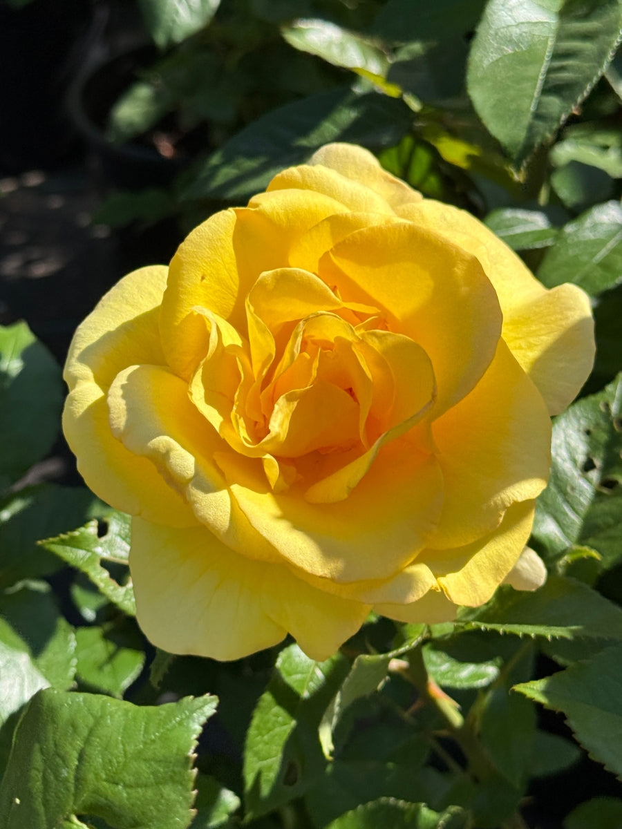Hybrid Tea | Hotel California