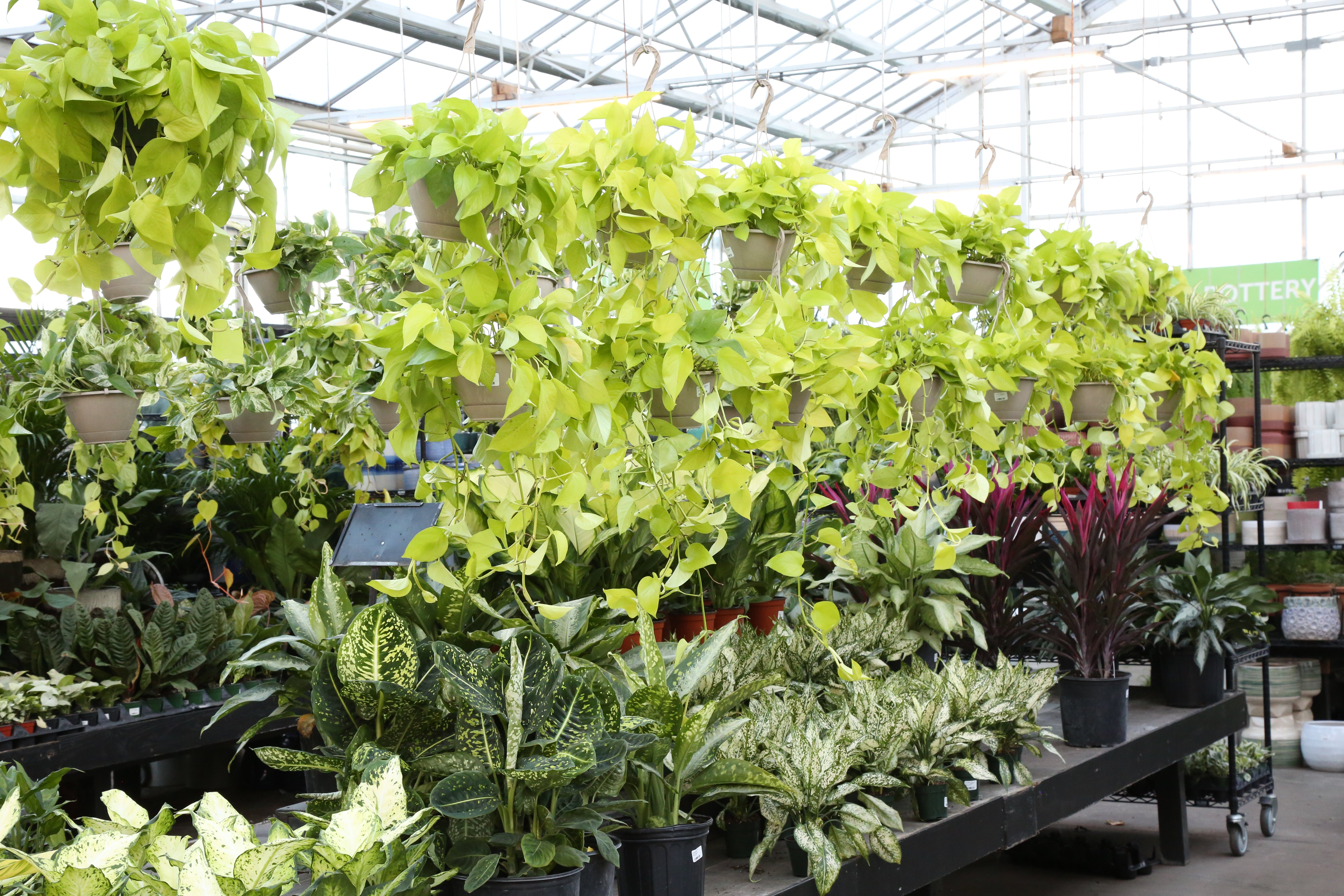 Federal Way  Watson's Greenhouse