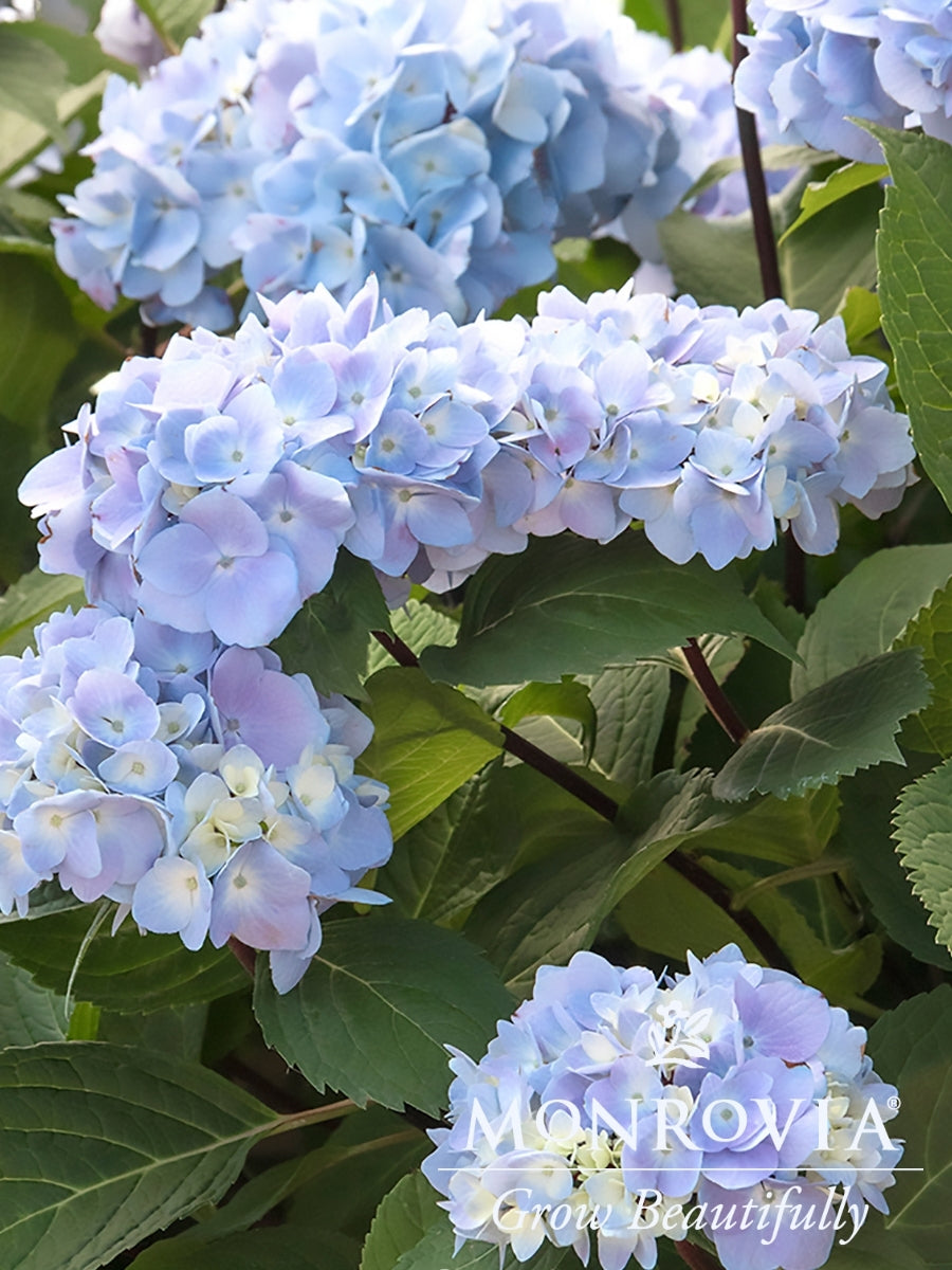 Hydrangea Macrophylla | Blue Enchantress®