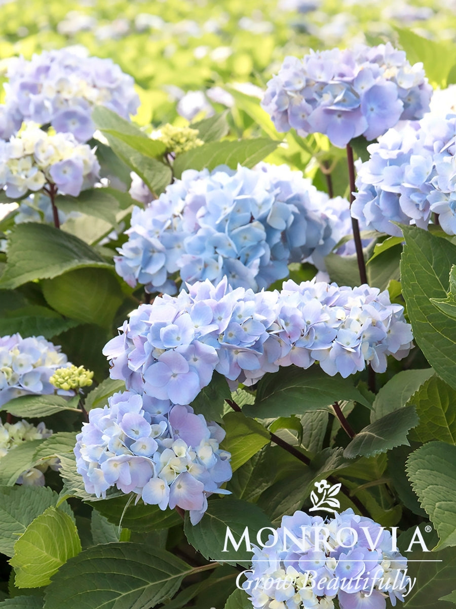 Hydrangea Macrophylla | Blue Enchantress®